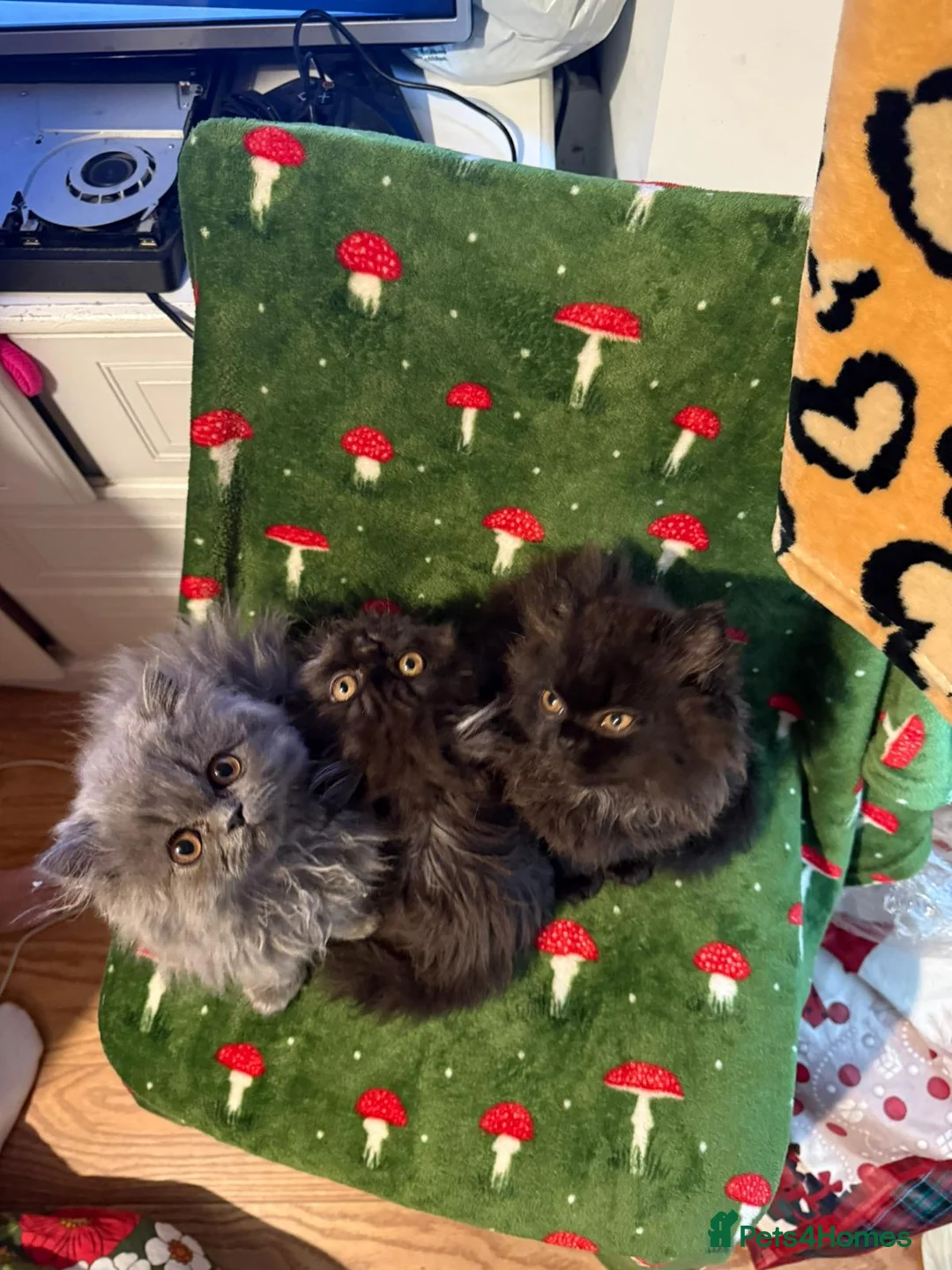 Persian cats for sale: Persian kittens - Advert 1