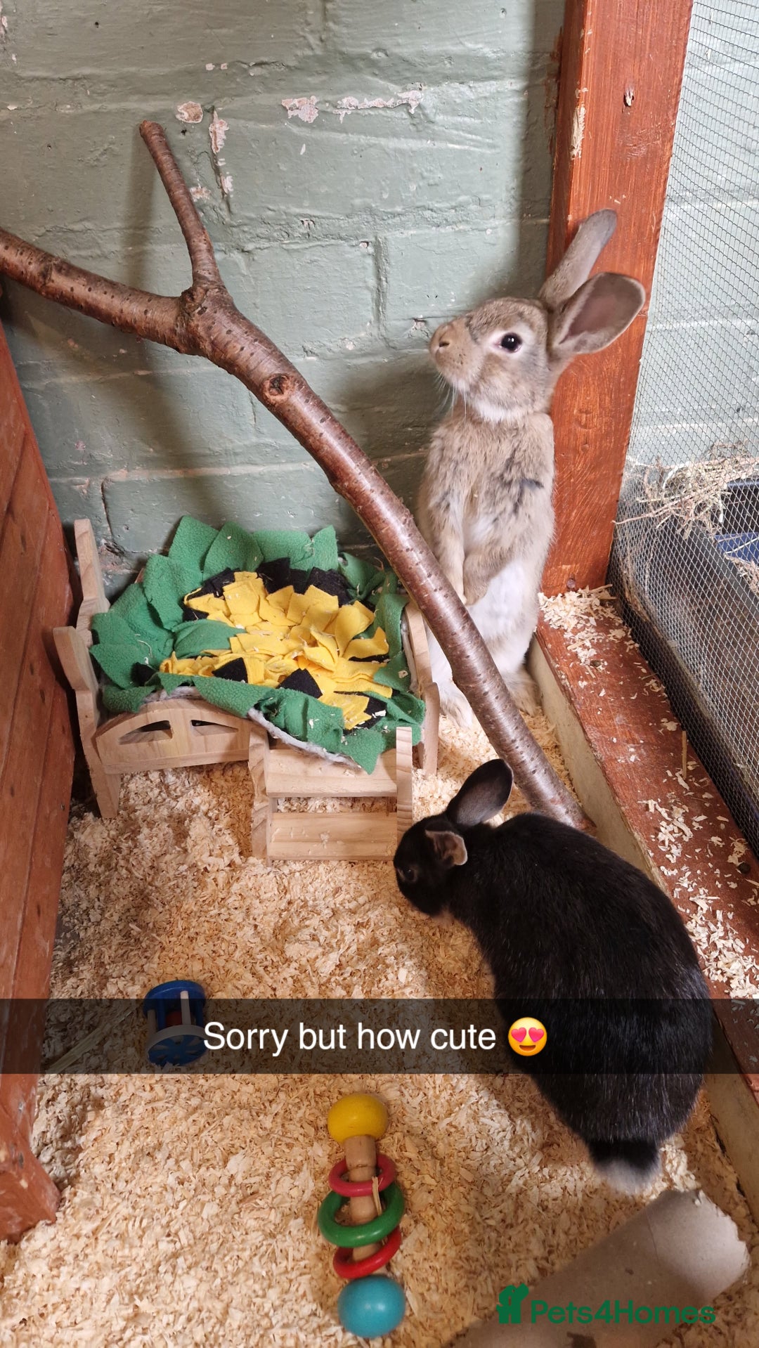 Rex rabbits for sale: Mini rex rabbits - Image 8