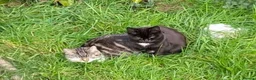 Mixed Breed cats for sale: Kittens  in Birmingham - Advert 3