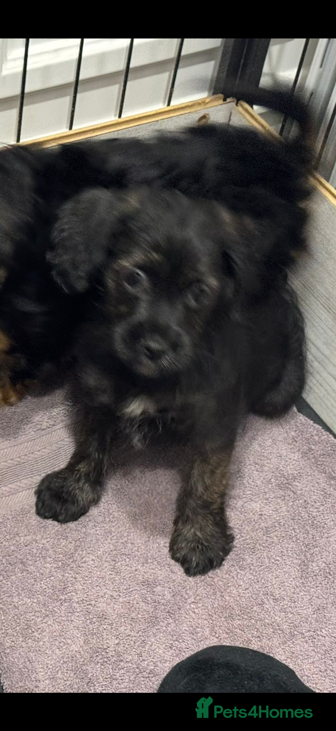 Mixed Breed dogs for sale: Shihtzu cross cocapoo (shihpoo) puppies  - Advert 25