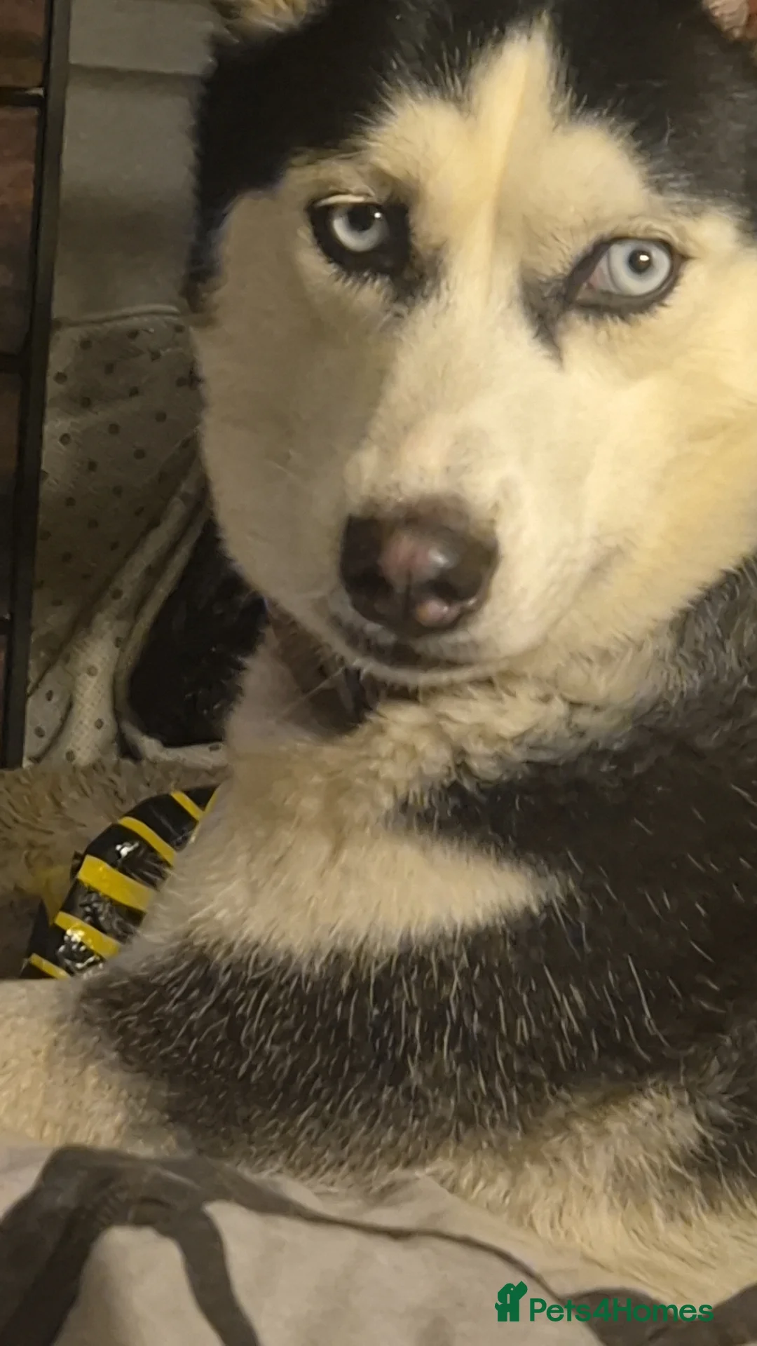 Mixed Breed dogs for sale: 5 beautiful puppies for sale  - Advert 1