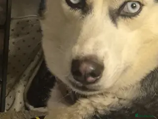 Mixed Breed dogs 5 beautiful puppies for sale - Advert 6