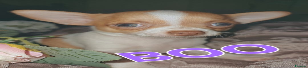 Boo