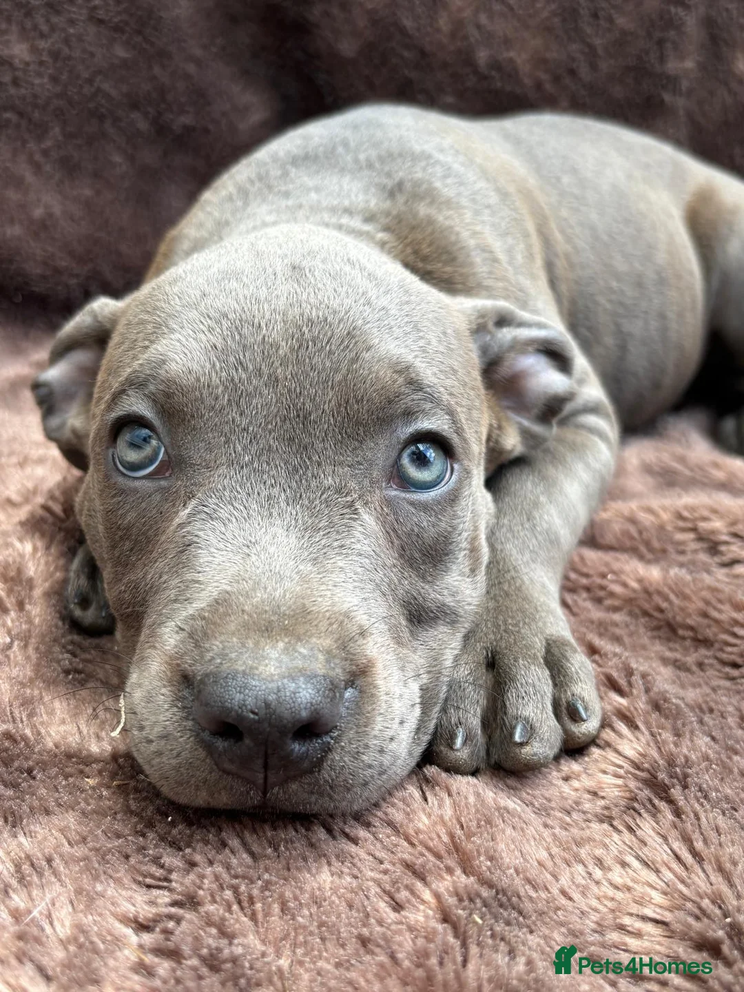 Staffordshire Bull Terrier dogs for sale: Wonderful blue staff pups  - Advert 2