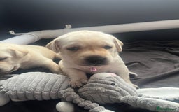 Labrador Retriever dogs for sale: Top Pedigree Labrador retriever puppies - Image 5