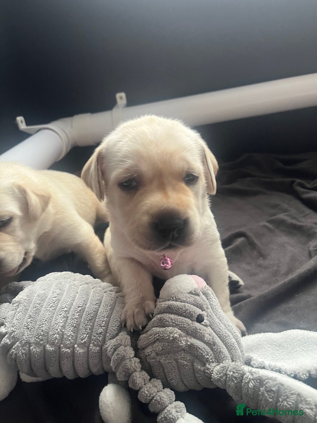 Labrador Retriever dogs for sale: Top Pedigree Labrador retriever puppies - Image 5