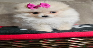 Pomeranian dogs - Advert 7
