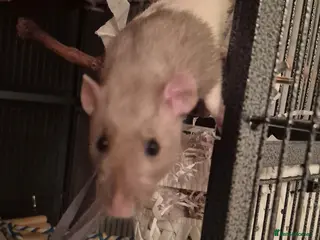 Rat rodents 2 male rats- come with cage and toys - Advert 1