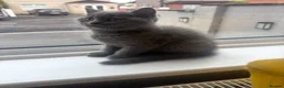 British Shorthair cats for sale:     British Shorthair Kittens – 3 Beautiful Girls - Advert 22
