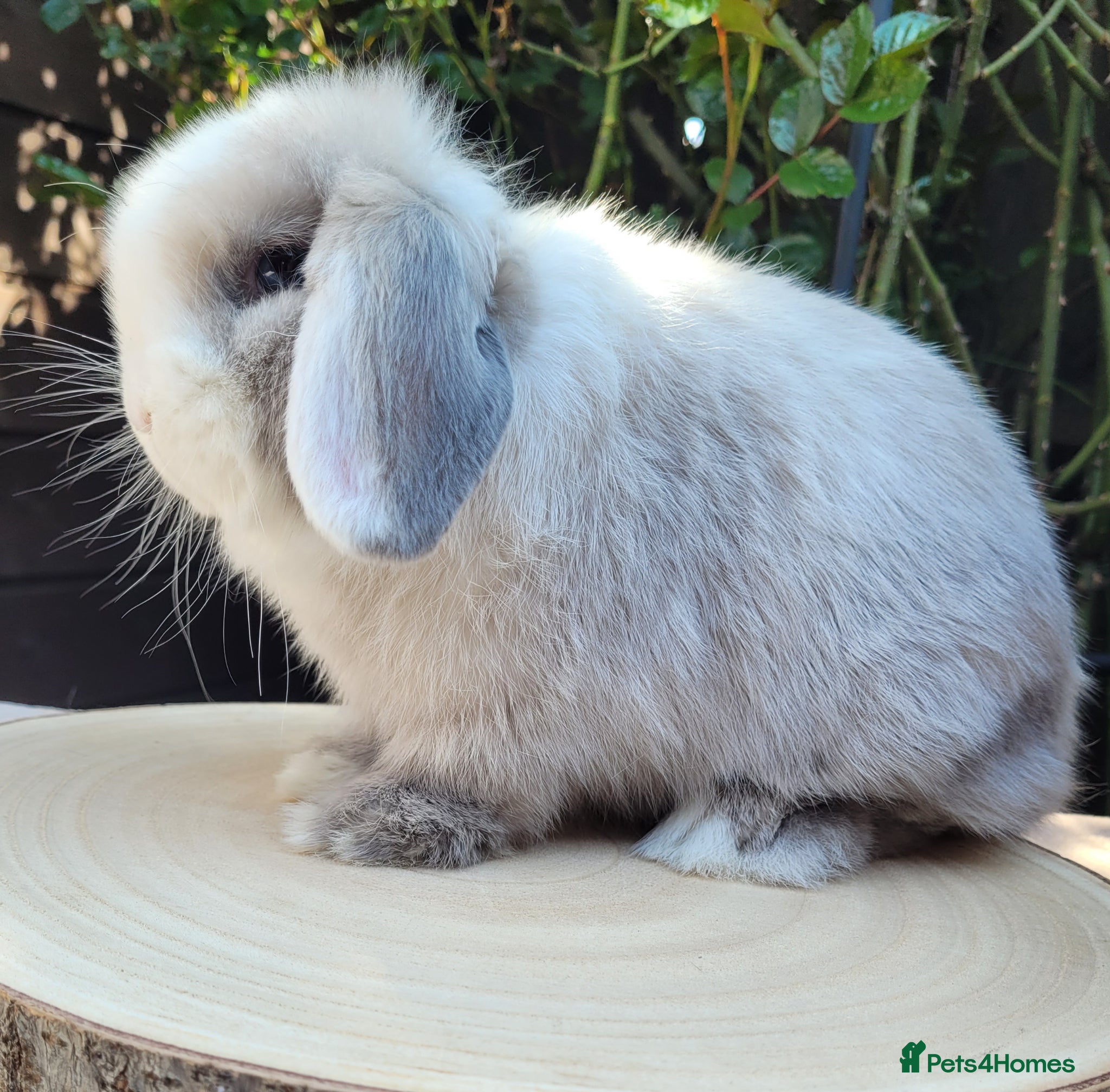 Mini Lop rabbits Beautiful Purebred Mini Lop Bunnies/ adult - Advert 3