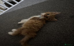 Mixed Breed cats for sale: Ginger Kitten  - Image 6