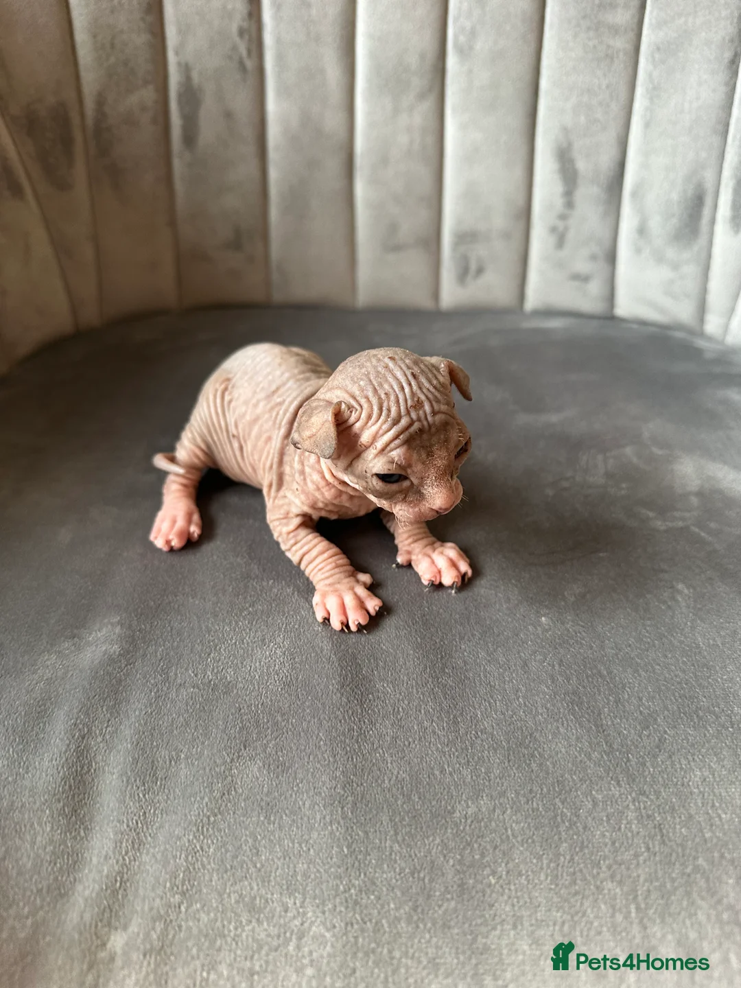 Sphynx cats for sale: beautiful Sphynx babies - Advert 12