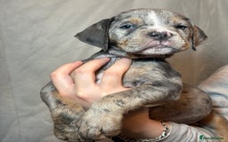 Olde English Bulldogge dogs for sale: 8 week old Olde English Bulldogges  - Advert 2