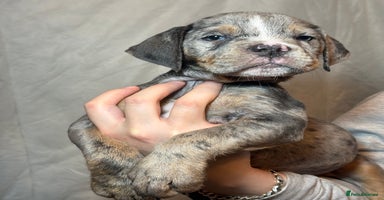 Olde English Bulldogge dogs 8 week old Olde English Bulldogges  - Advert 11