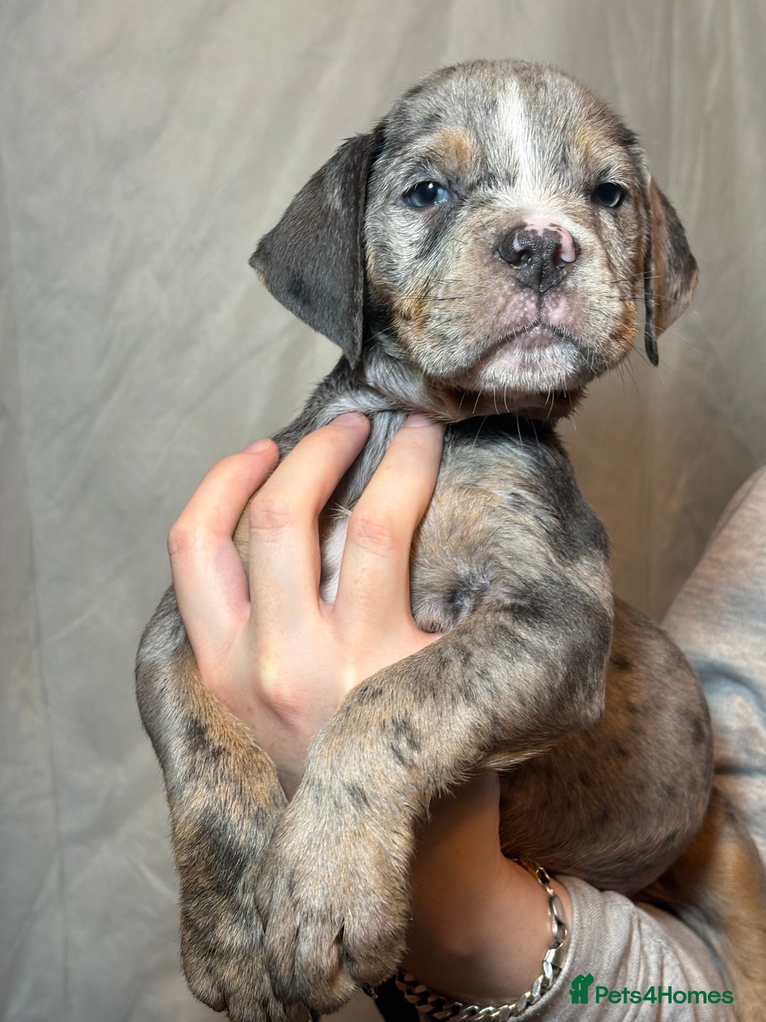 Olde English Bulldogge dogs for sale: 8 week old Olde English Bulldogges  - Advert 2