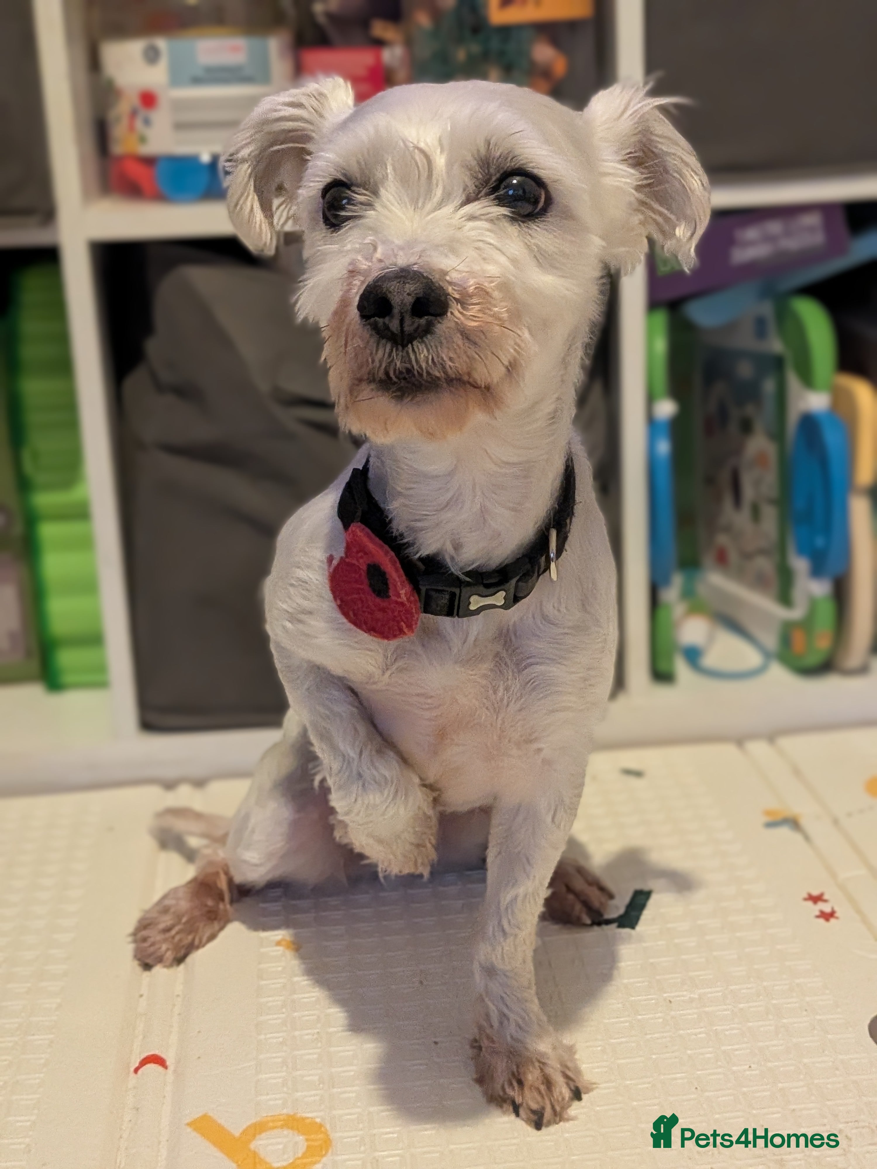 Mixed Breed dogs Mini schnauzer cross rehoming to loving home  - Advert 8