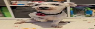 Winston 