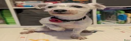 Mixed Breed dogs for sale: Mini schnauzer cross rehoming to loving home  - Advert 1