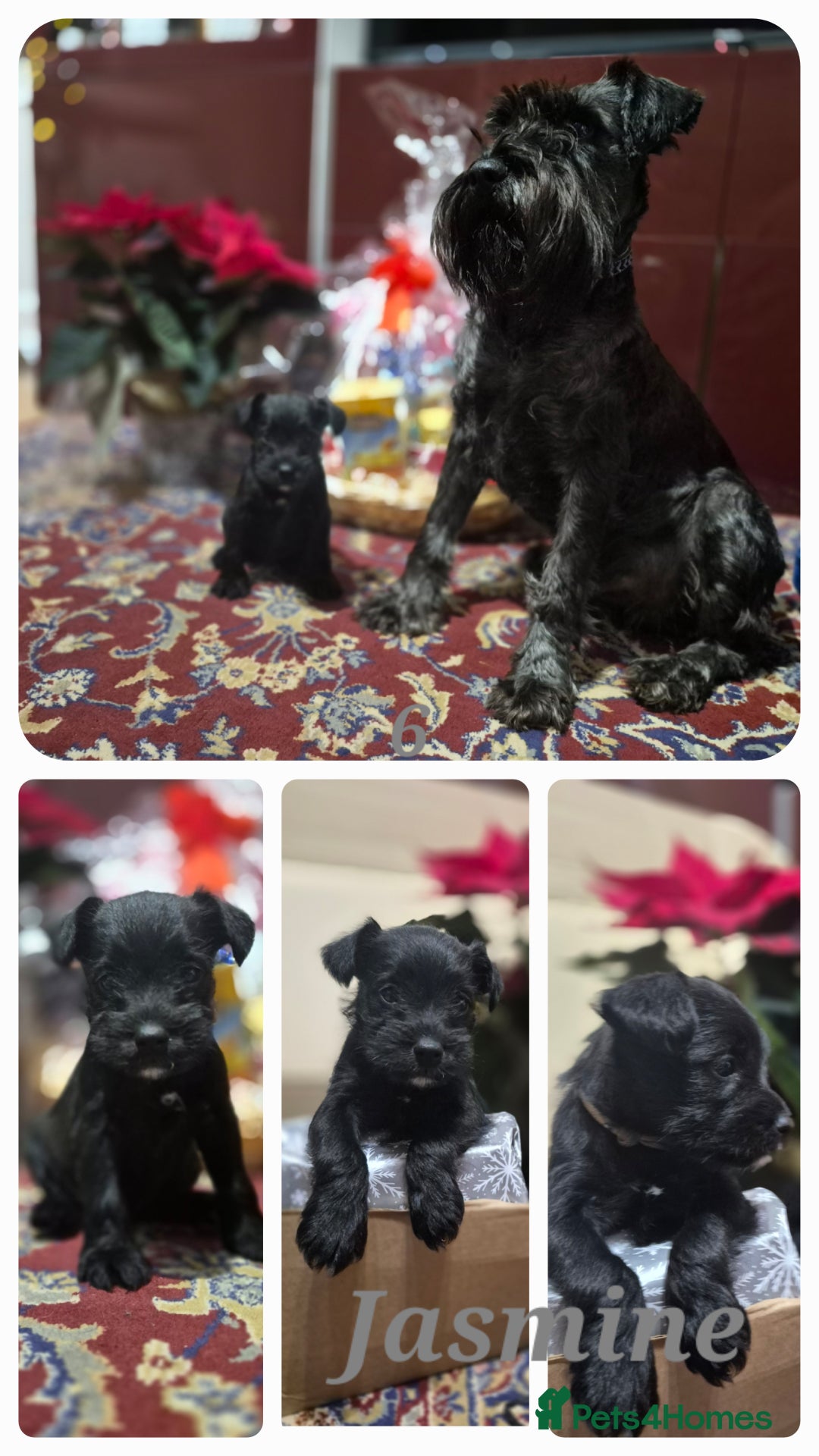 Miniature Schnauzer dogs for sale: 🩷🩷🩷🩵🩵Miniature schnauzers 1st Vac✓BVA✓KC reg✓ - Advert 9