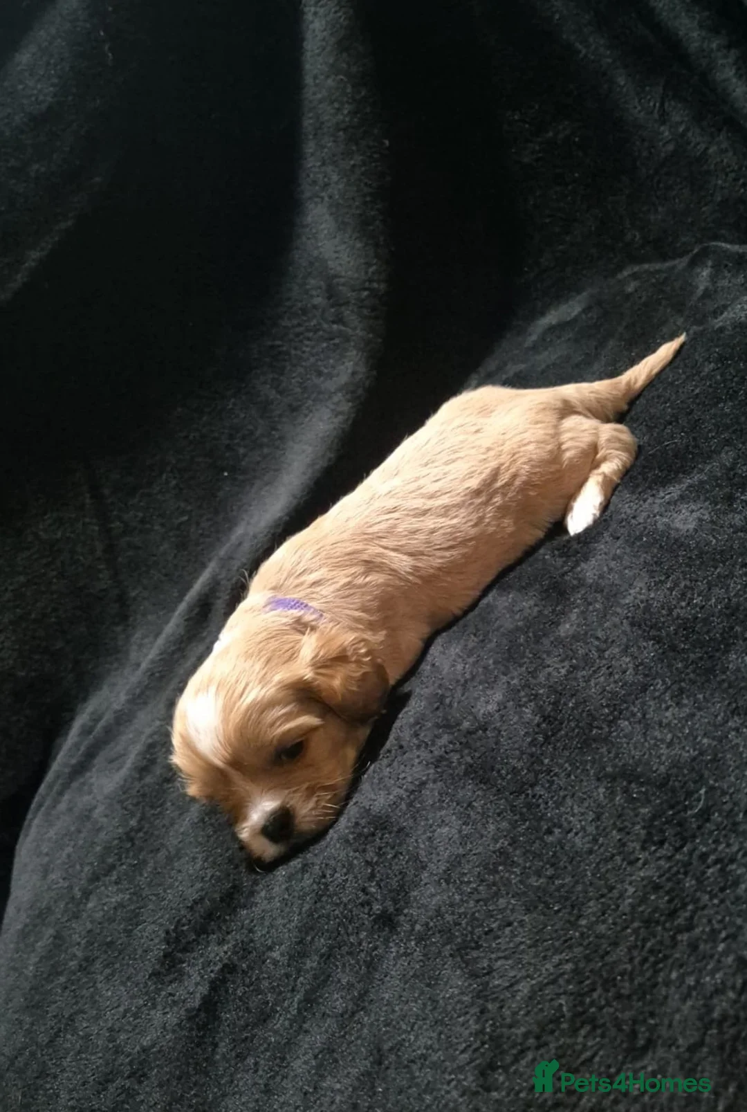 Cava Tzu dogs for sale: Cava-Tzu pups - Advert 18