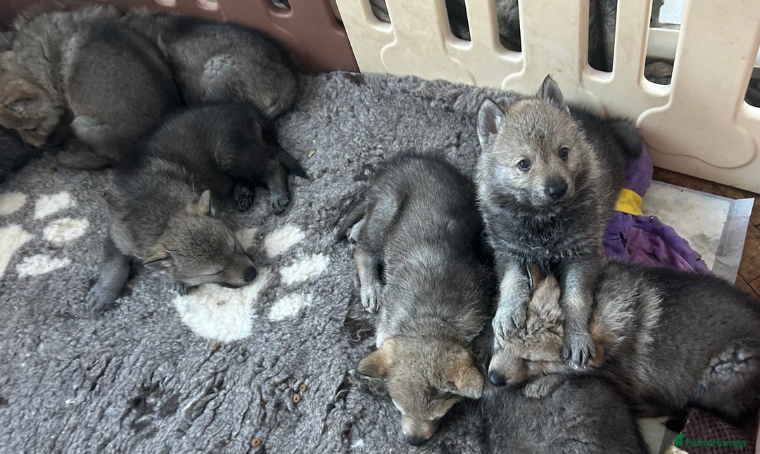 Saarloos Wolfdog dogs for sale: READY NOW Czechoslovakian wolfdog - Advert 12