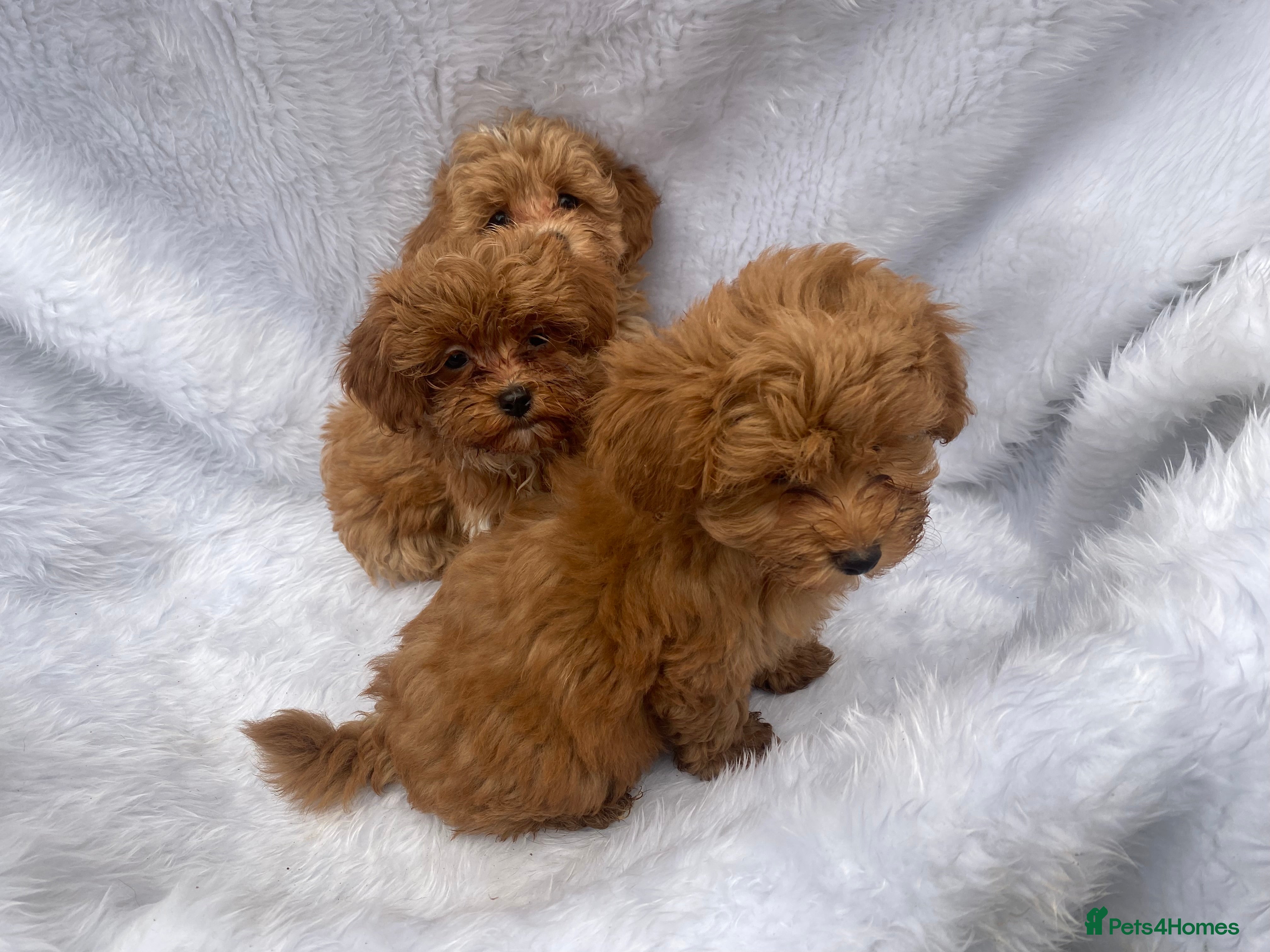 Maltipoo dogs Extensively DNA clear toy Asian Maltipoo puppies  - Advert 6