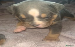 Olde English Bulldogge dogs for sale: ‼️⭐️LAST 2⭐️‼️OEB PUPS- Jabbed & Chipped - Image 2