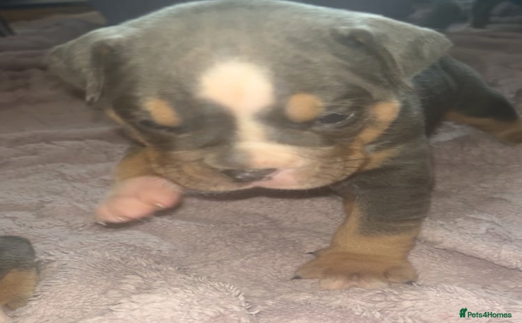 Olde English Bulldogge dogs - Advert 6