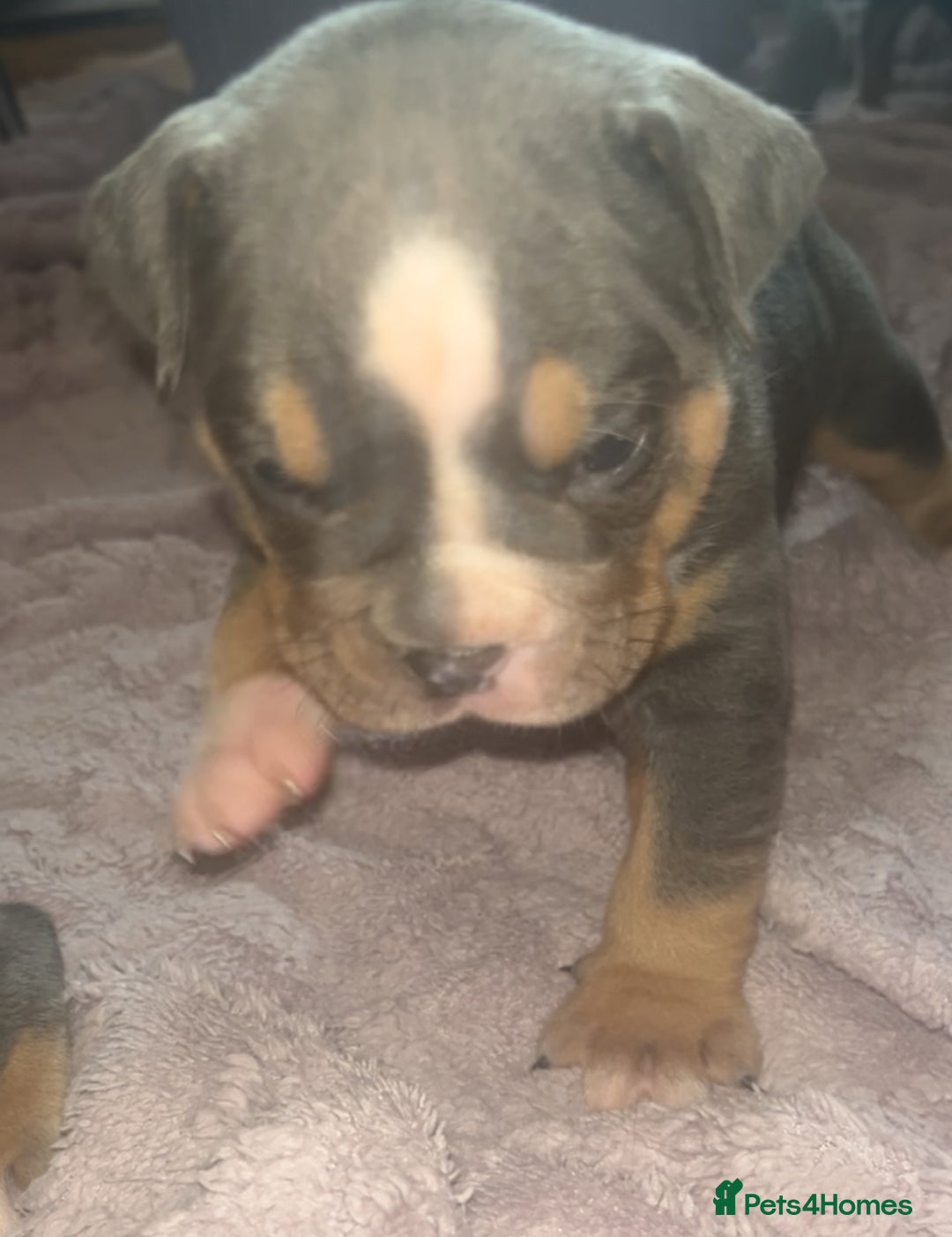 Olde English Bulldogge dogs for sale: ‼️⭐️LAST 2⭐️‼️OEB PUPS- Jabbed & Chipped - Image 2