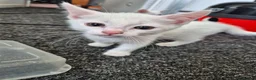 Turkish Angora cats for sale: Kittens for sale  - Advert 5