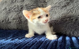 Mixed Breed cats for sale: Adorable Kittens Ready for Their Forever Homes!  - Image 8