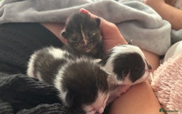 Mixed Breed cats for sale: Kittens  - Image 15