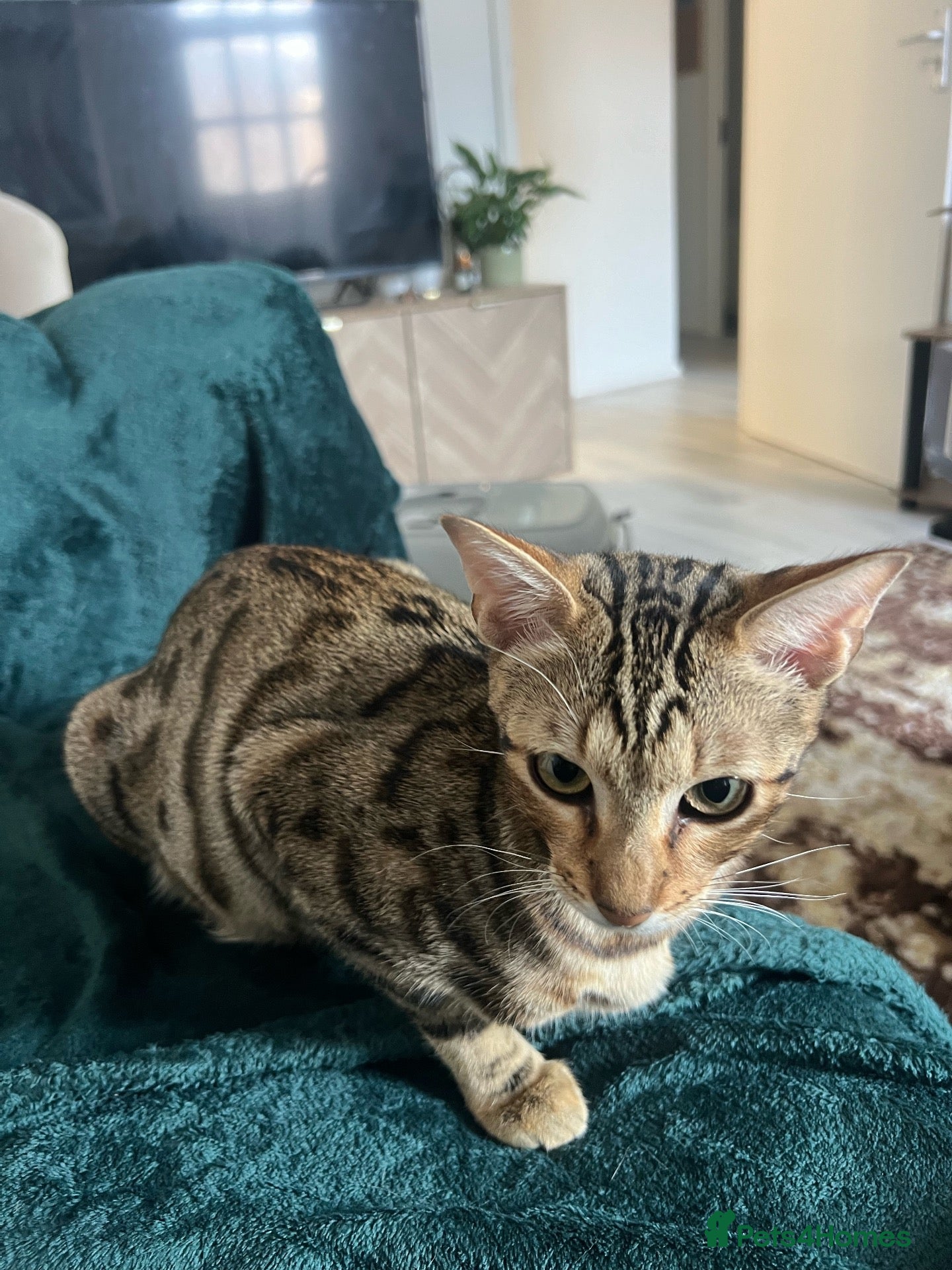 Bengal cats 3/4 bengal, 1/4 rag doll  - Advert 1