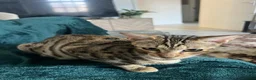 Bengal cats for sale: 3/4 bengal, 1/4 rag doll  in Birmingham - Advert 1