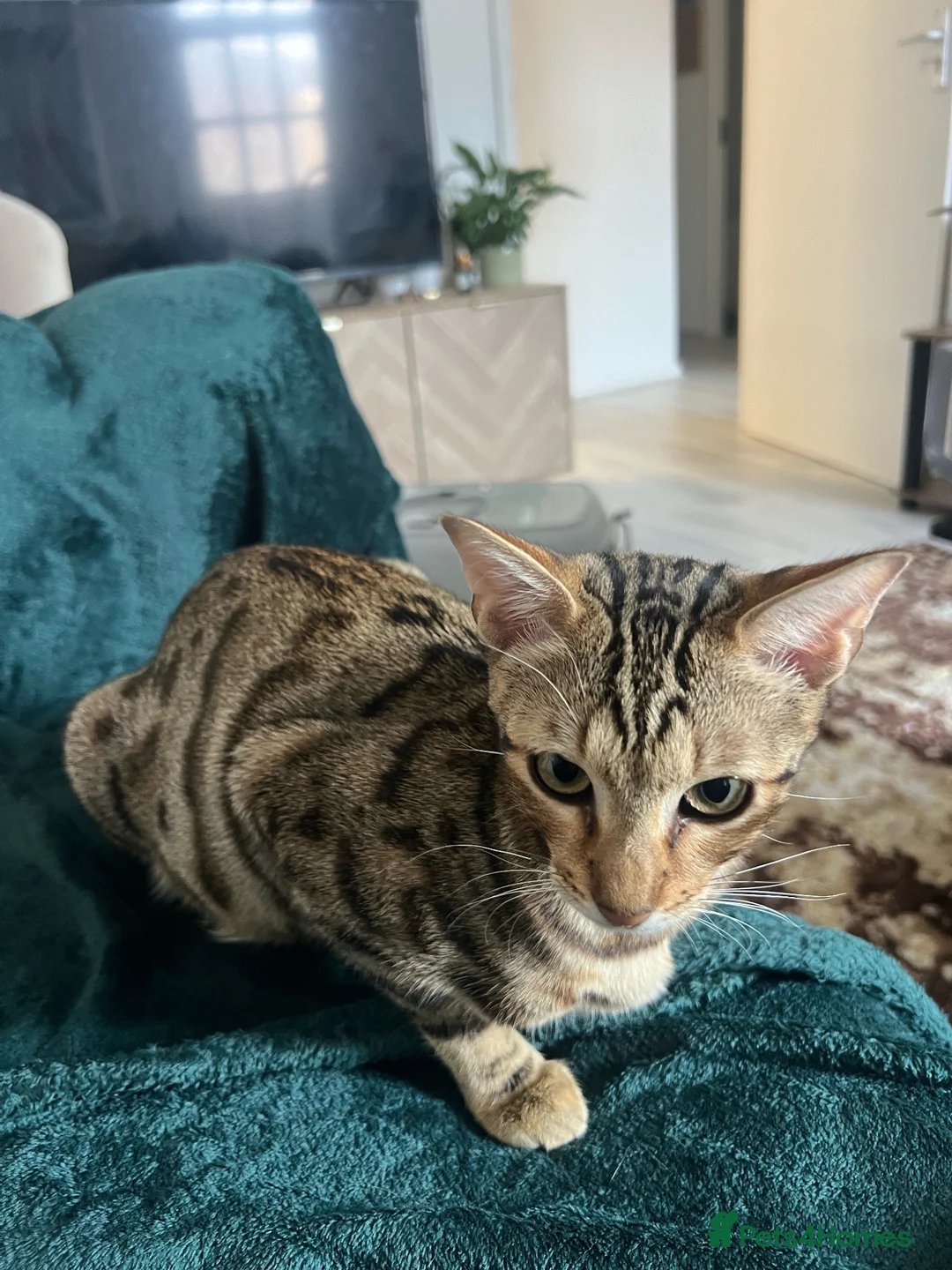 Bengal cats for sale: 3/4 bengal, 1/4 rag doll  in Birmingham - Advert 1