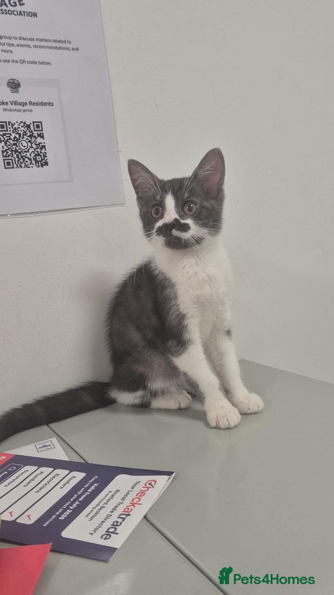 Mixed Breed cats (ALL AVAILABLE) ADORABLE KITTENS - Advert 18