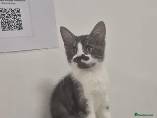 Mixed Breed cats (ALL AVAILABLE) ADORABLE KITTENS - Advert 18