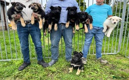 German Shepherd dogs for sale: 2 German Shepherd Bitches Ready Now - Image 1