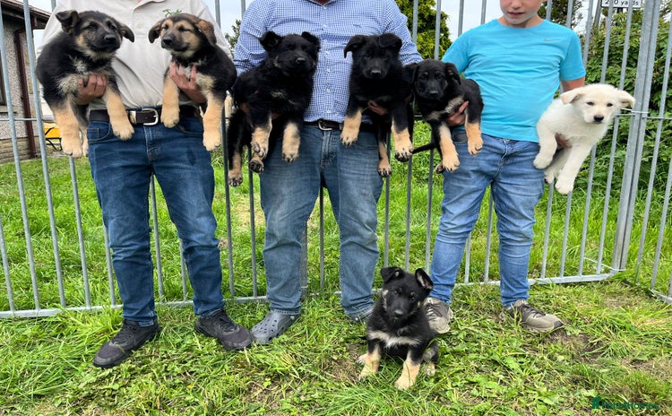 German Shepherd dogs - Advert 4