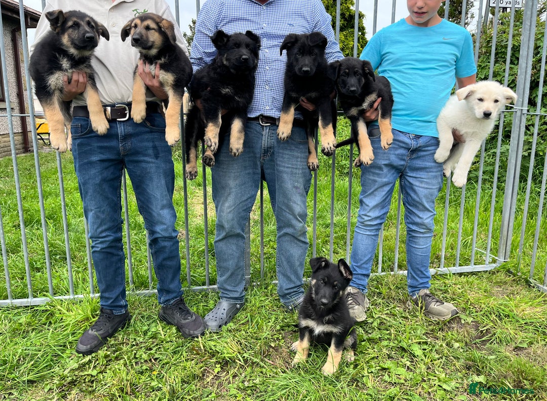 German Shepherd dogs for sale: 2 German Shepherd Bitches Ready Now - Image 1