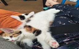 Mixed Breed cats for sale: 3 Beautiful Kittens*FLUFFY BLACK & WHITE*CALICO - Image 4