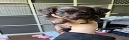 Mixed Breed dogs for sale: Russian Toy cross Miniature Dachshund Puppies in Nottingham - Advert 6