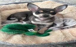 Chihuahua dogs for sale: Blue and fawn boy  - Image 2