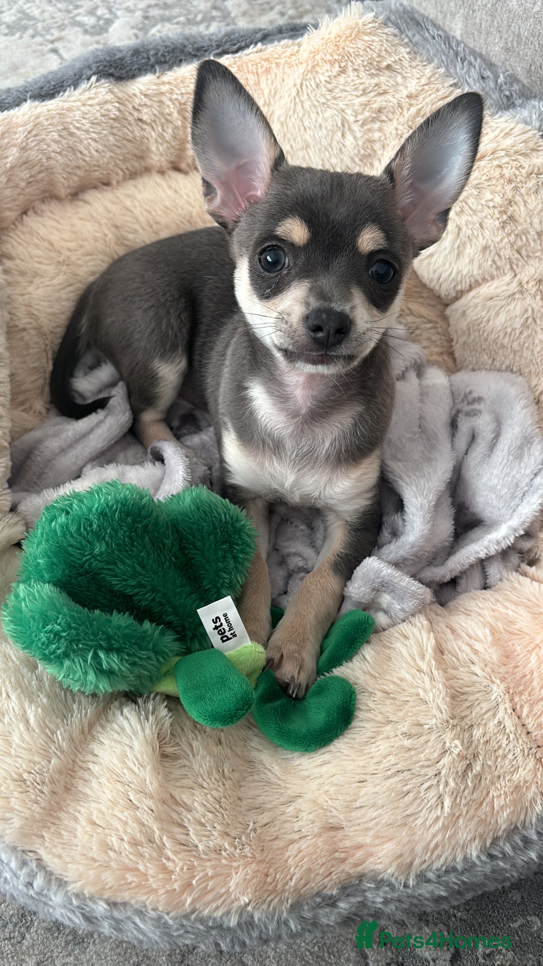 Chihuahua dogs for sale: Blue and fawn boy  - Image 2