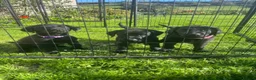Labrador Retriever dogs for sale: Black Labrador Puppies, Kennel Club Registered - Advert 8
