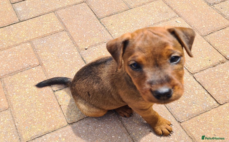 Mixed Breed dogs - Advert 1