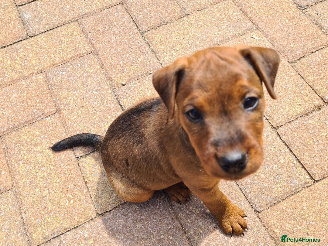 Mixed Breed dogs for sale: Border X Patterdale puppies  - Image 1