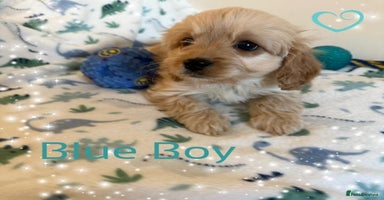 Cavapoo dogs - Advert 2