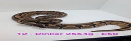 Python Snake reptiles for sale: Mixed morph ball pythons - Advert 12