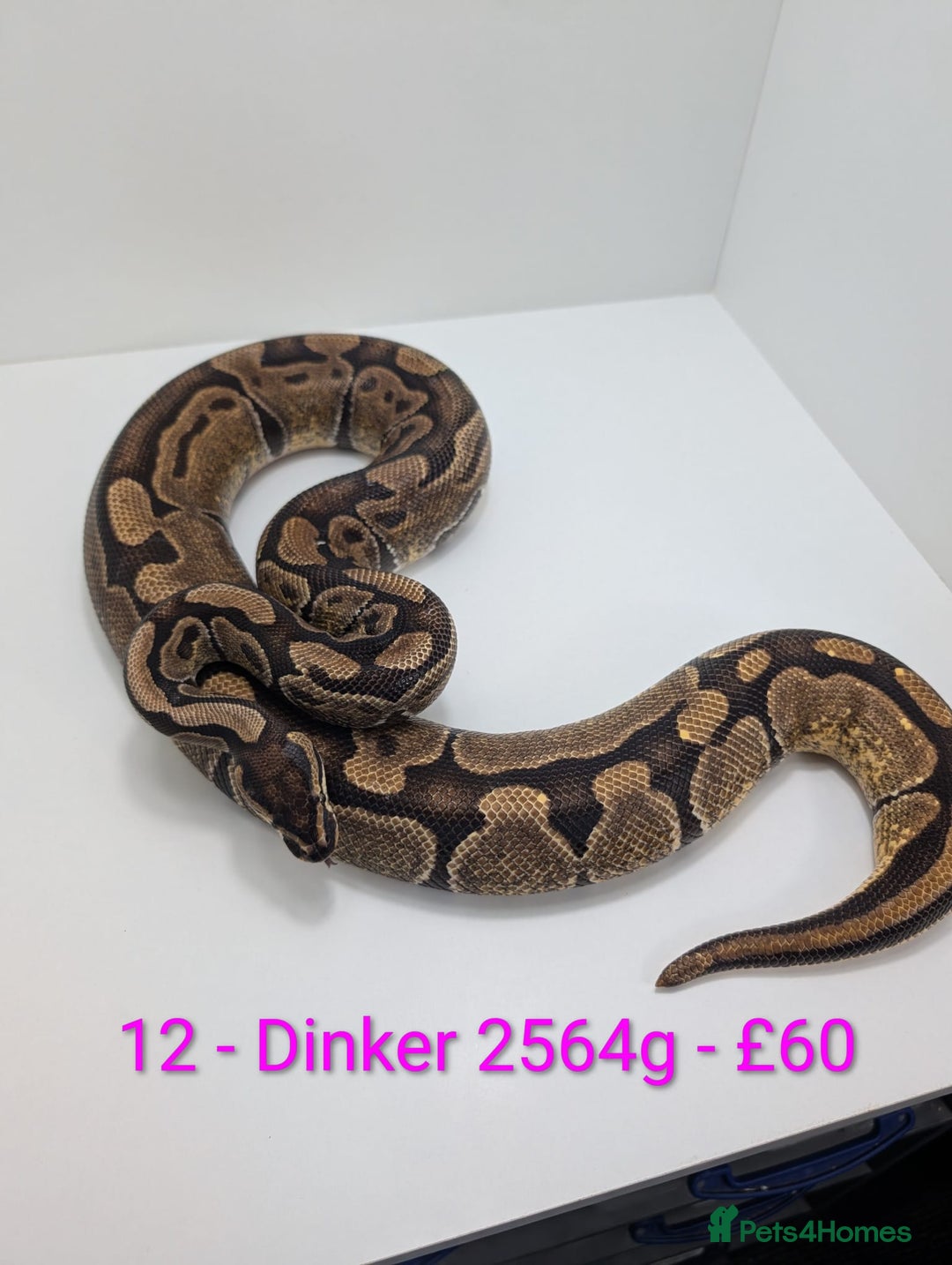 Python Snake reptiles for sale: Mixed morph ball pythons - Advert 12